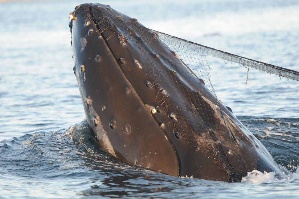 Baleen whale