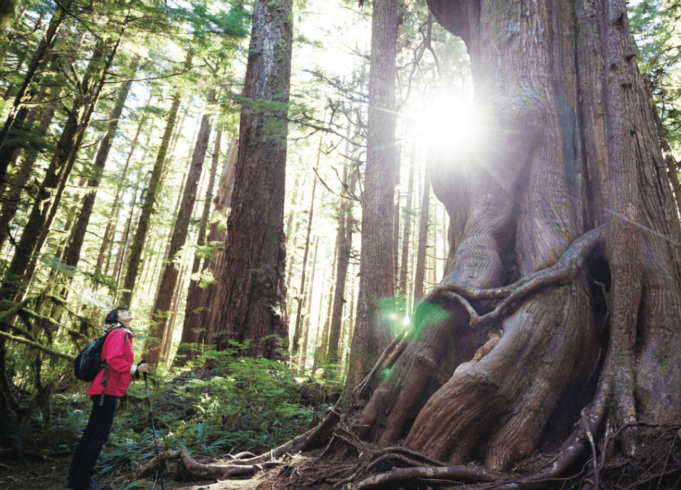 Atavar-Grove. The tree in the foreground is an old-growth redcedar. The tree in the background is a giant Douglas-fir.