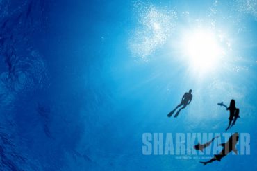 Sharkwater Poster