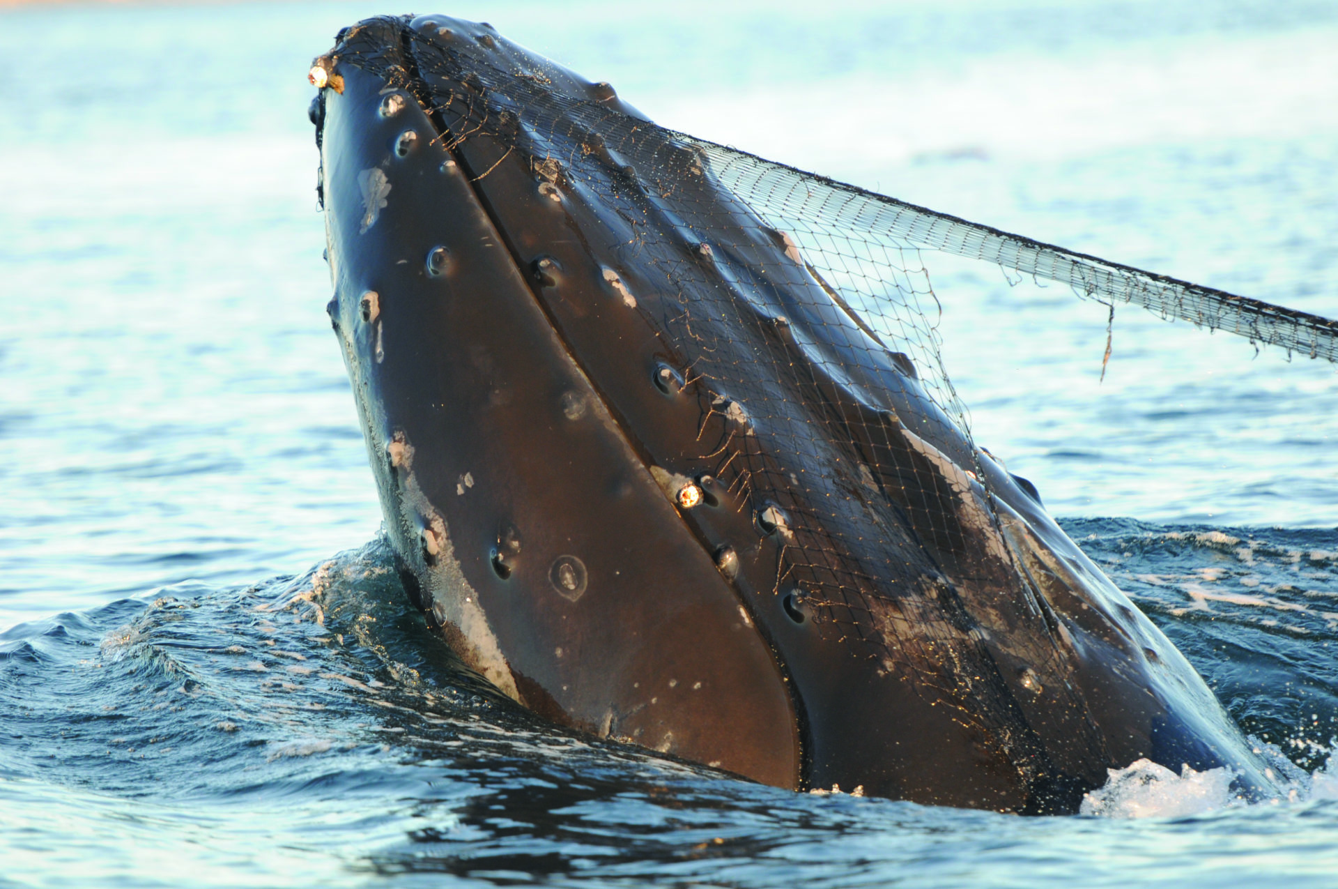 Ghost Fishing - Pacific Yachting