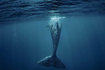 Whale. Photo by Willyambradberry/Dreamstime.