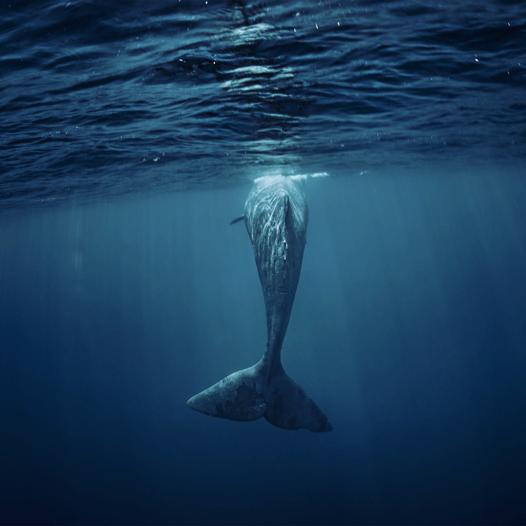 Whale. Photo by Willyambradberry/Dreamstime.