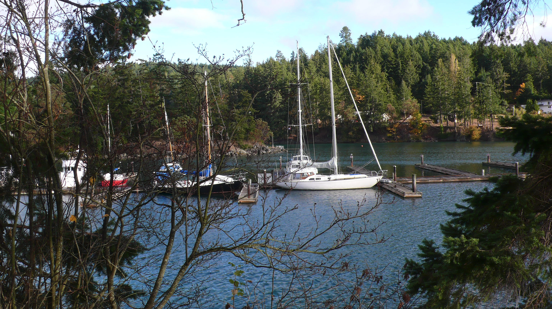 Docked sail boats in a bay surrounded by Forrest