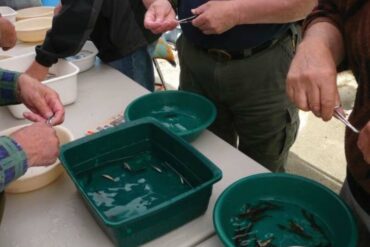 Volunteers fin clipping salmon smolts. Photo by Howard English Hatchery.
