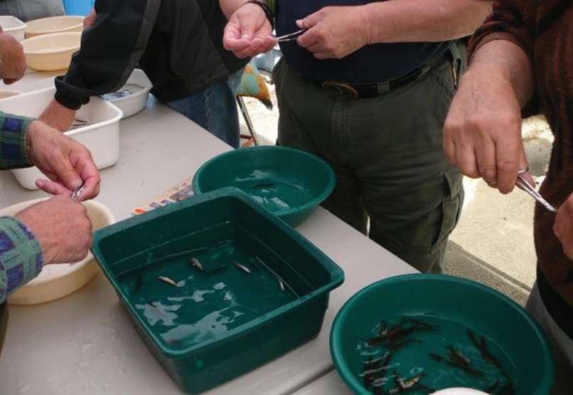 Volunteers fin clipping salmon smolts. Photo by Howard English Hatchery.