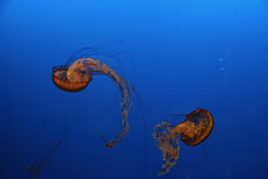 Two Jellyfish floating in dark blue water