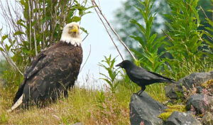 A Bald Eagle Standing infront of a crow