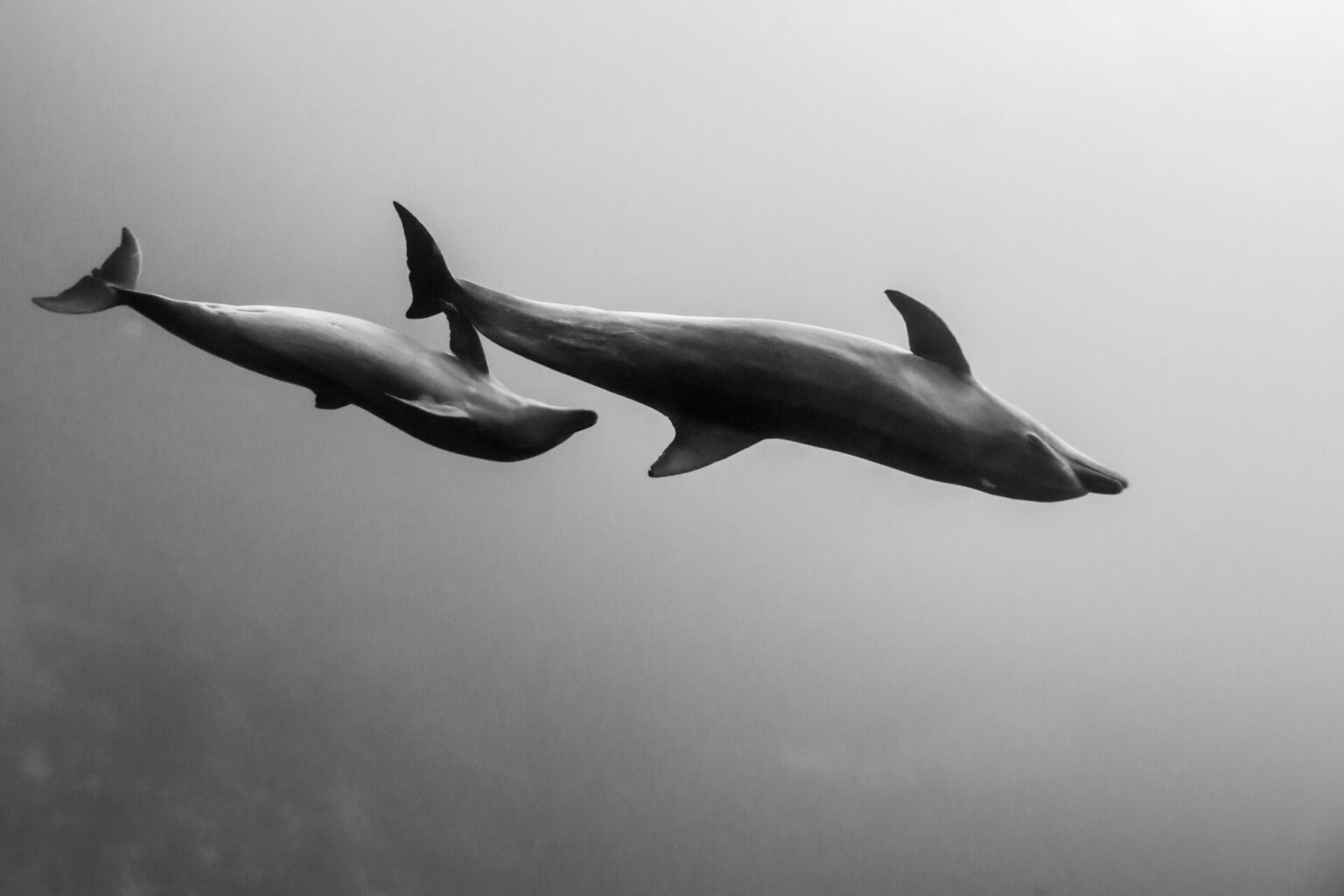 Bottlenose dolphins at Rangiroas Tiputa Pass