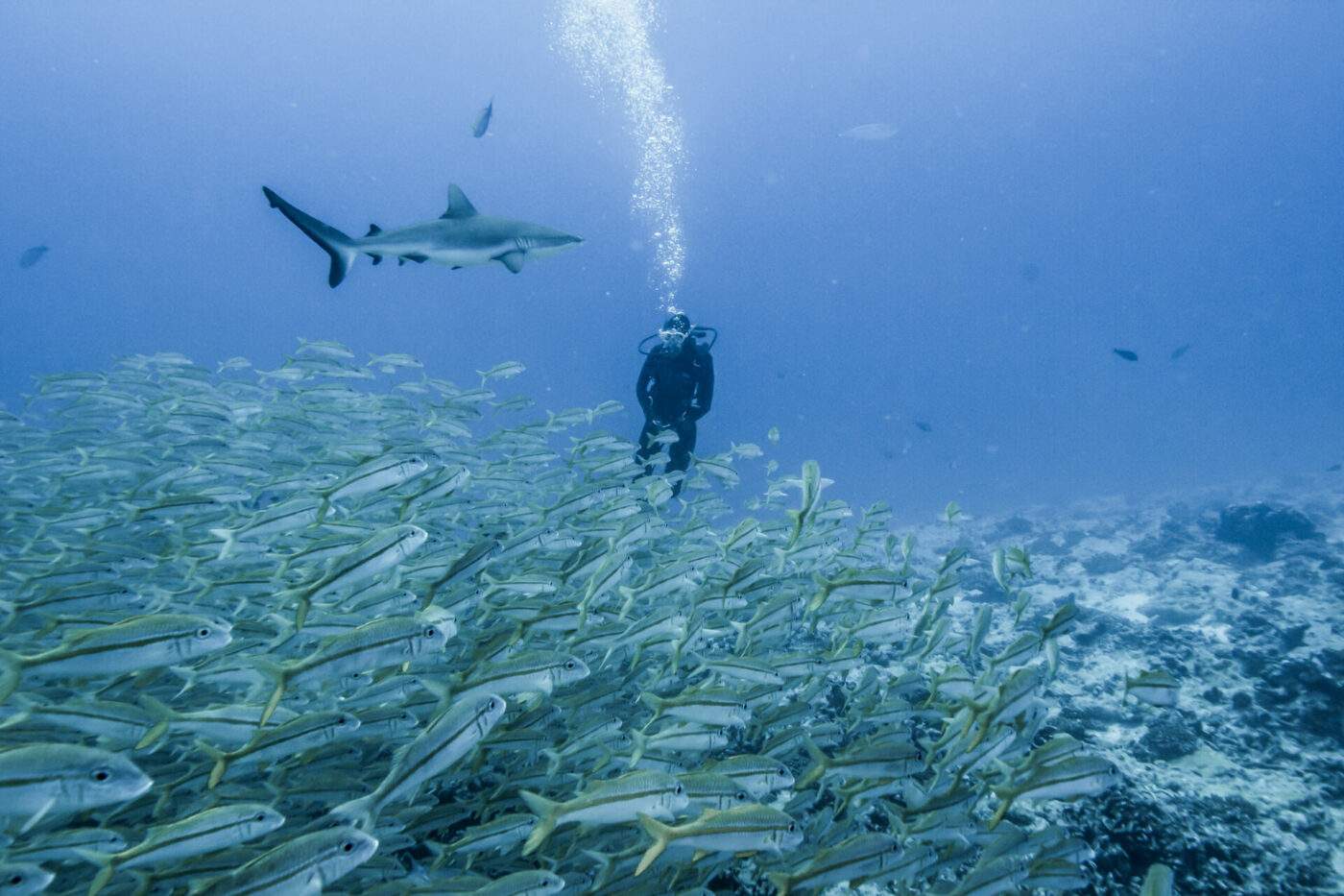Gray reef shark over a ball of goatfish at Garuae Pass Fakarava