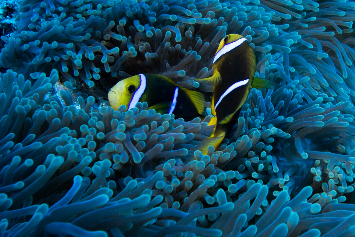 Orange fin anemonefish, Garuae Pass