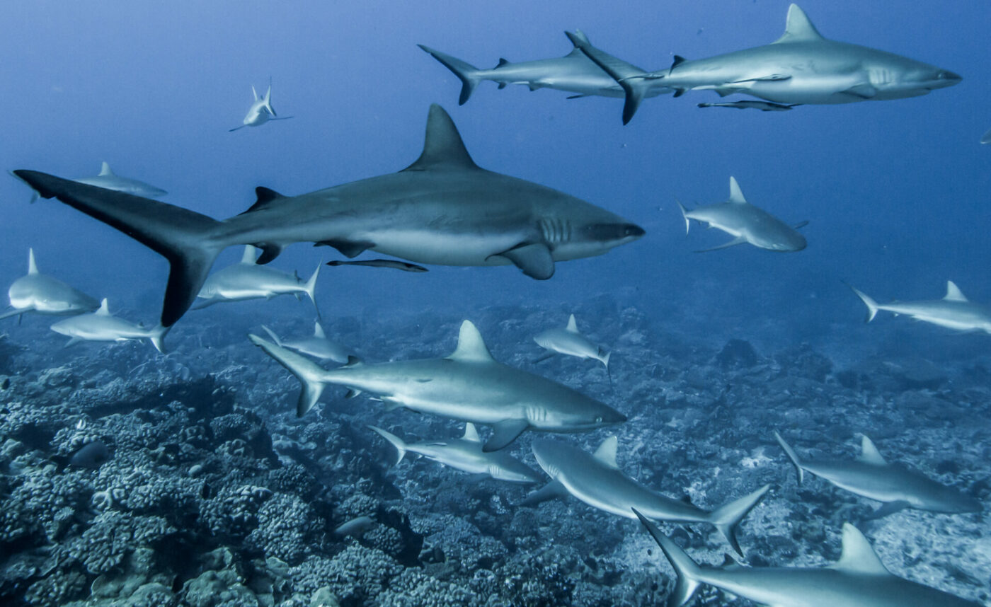 Reef sharks in Fakaravas south pass